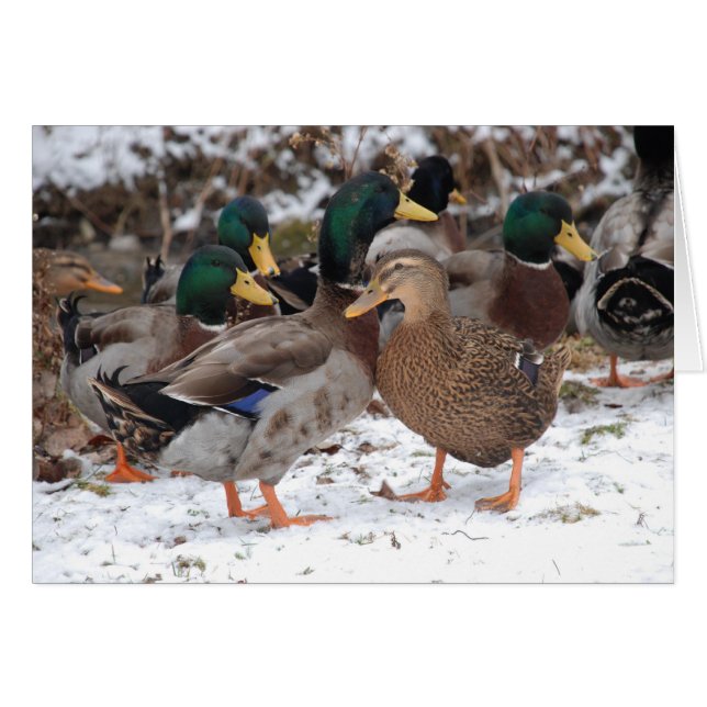 Entenpaar (Vorderseite (Horizontal))