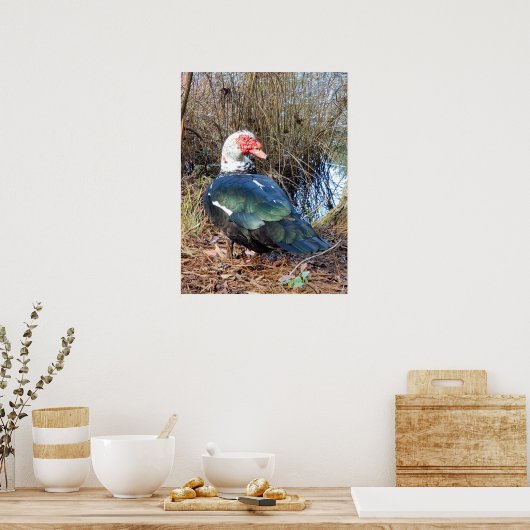 Entenposter Poster (Küche)