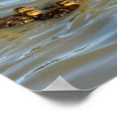 Entenschwimmen mit Entenlein Poster (Ecke)