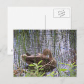 Entenvorgeburt in den Rushes Postkarte (Vorne/Hinten)
