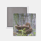 Entenvorgeburt in den Schildkröten Magnet (Vorderseite/Rückseite)