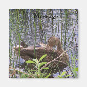 Entenvorgeburt in den Schildkröten Magnet (Vorne)