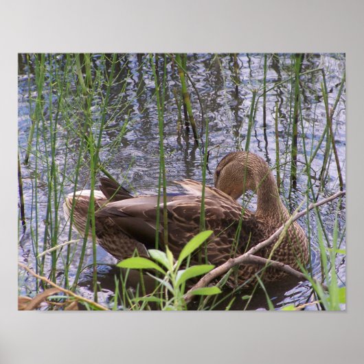 Entenvorgeburt in den Schildkröten Poster (Vorne)
