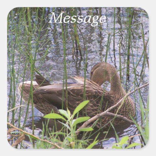 Entenvorgeburt in den Schildkröten Quadratischer Aufkleber (Vorderseite)