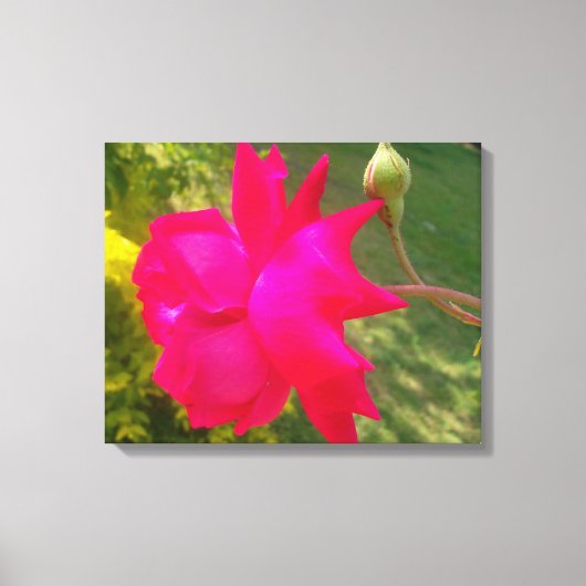 Entfalten Schönheit: Die Rote Rose und ihr Buckel Leinwanddruck (Vorderseite)