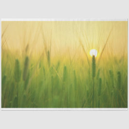 Entfärbungspapier Seidenpapier