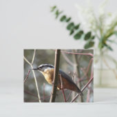 Entfernen der Nuthatch-Postkarte Postkarte (Stehend Vorderseite)