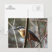 Entfernen der Nuthatch-Postkarte Postkarte (Vorne/Hinten)