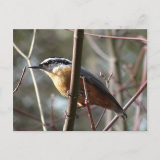 Entfernen der Nuthatch-Postkarte Postkarte