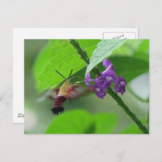 Entfernen der Postkarte (Vorne/Hinten)