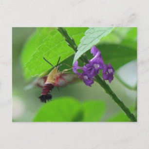 Entfernen der Postkarte