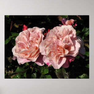 Entfernte Trommel-Strauch-Rose 142 Poster