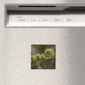 Entfurchen der Frond Magnet (In Situ (Geschirrspüler))