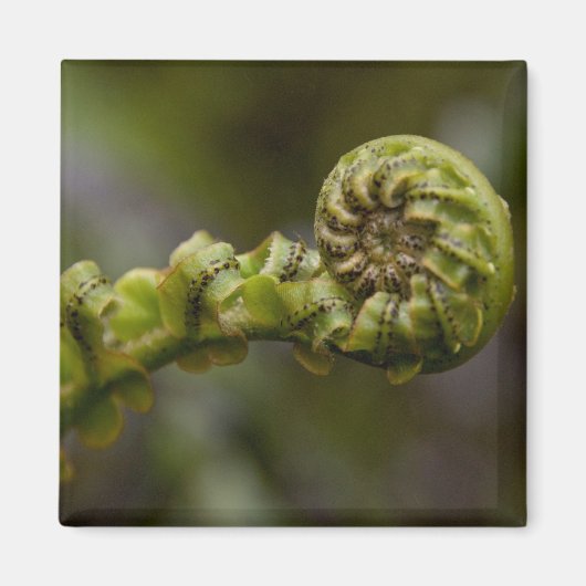 Entfurchen der Frond Magnet (Vorne)