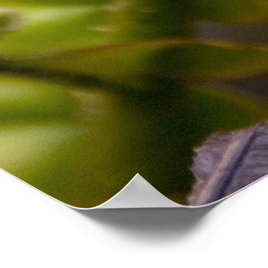 Entfurchen der Frond Poster (Ecke)