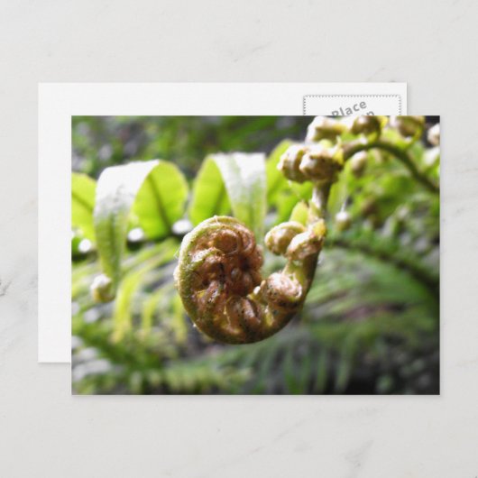 Entfurchen der Frond Postkarte (Vorne/Hinten)