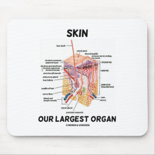 Enthäuten Sie unser größtes Organ (Hautschichte Mousepad