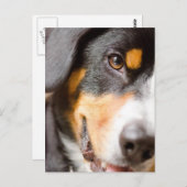 Entlebucher _I've got my Eyes on You! Post Cards Postkarte (Vorne/Hinten)