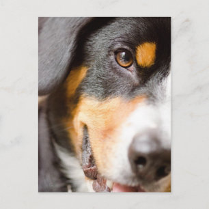 Entlebucher _I've got my Eyes on You! Post Cards Postkarte