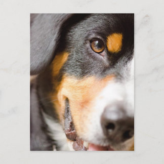 Entlebucher _I've got my Eyes on You! Post Cards Postkarte