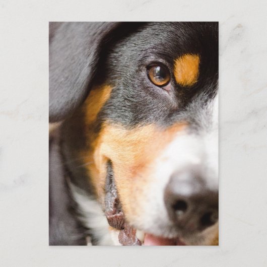 Entlebucher _I've got my Eyes on You! Post Cards Postkarte (Vorderseite)