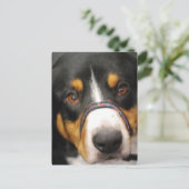Entlebucher Mountain Hund Postkarte (Stehend Vorderseite)