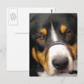 Entlebucher Mountain Hund Postkarte (Vorne/Hinten)