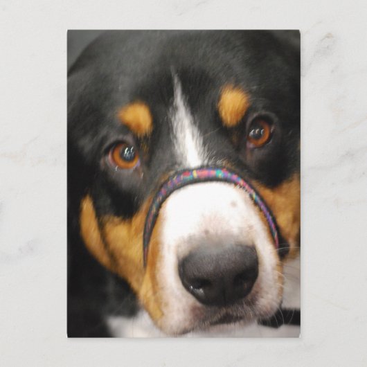 Entlebucher Mountain Hund Postkarte (Vorderseite)