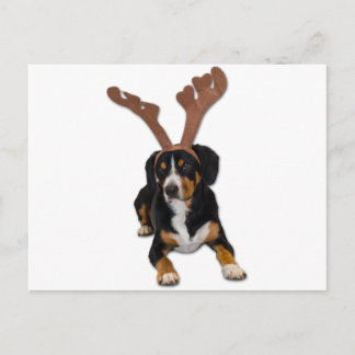 Entlebucher Weihnachtshund Feiertagspostkarte