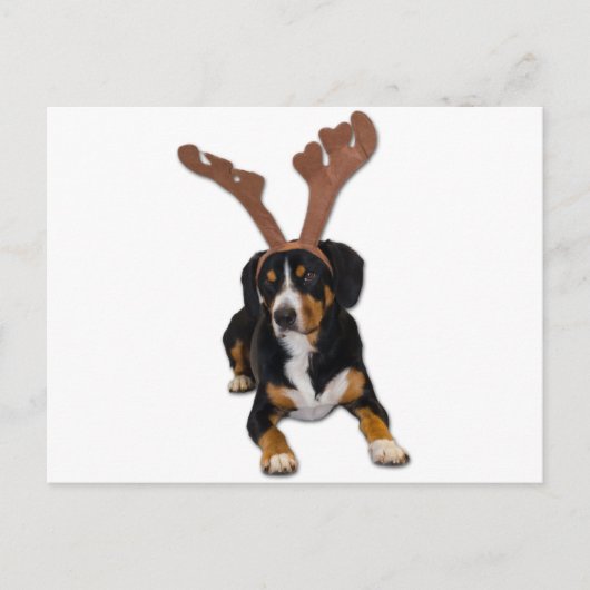 Entlebucher Weihnachtshund Feiertagspostkarte (Vorderseite)