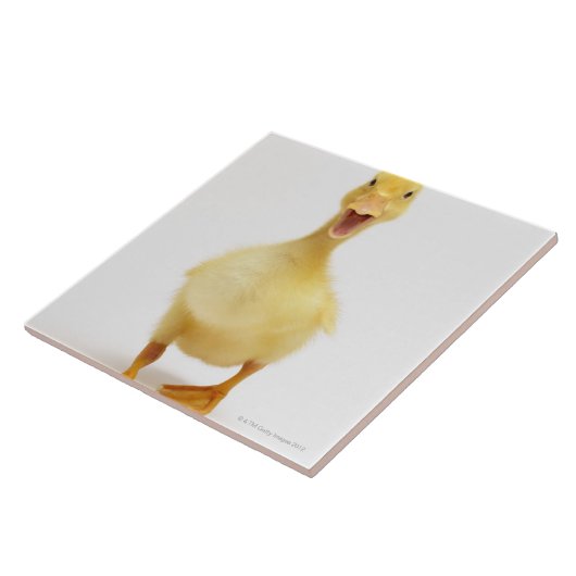 Entlein Fliese (Seite)