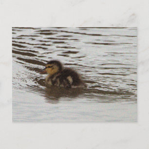 Entlein-Foto-Postkarte Postkarte