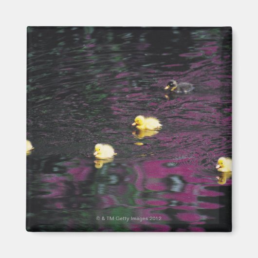 Entlein Magnet (Vorne)