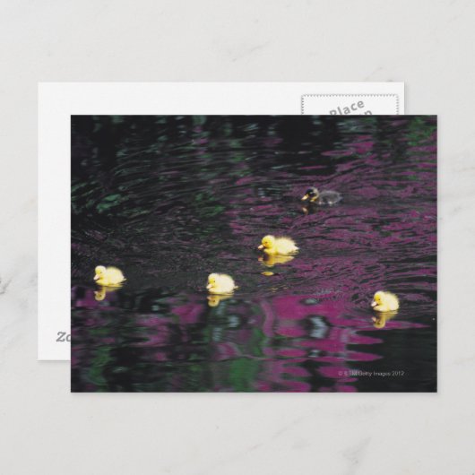 Entlein Postkarte (Vorne/Hinten)