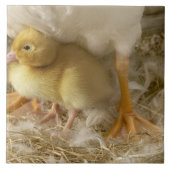 Entlein zwischen den Beinen der Mutter Fliese (Vorderseite)