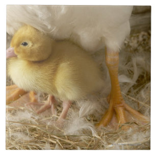 Entlein zwischen den Beinen der Mutter Fliese