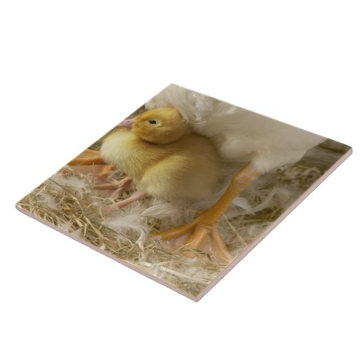 Entlein zwischen den Beinen der Mutter Fliese (Seite)