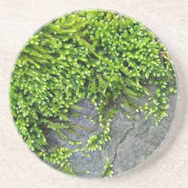 Entodon-Verführung auf grauem Stein Getränkeuntersetzer