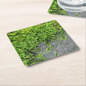 Entodon-Verführung auf grauem Stein Rechteckiger Pappuntersetzer (angewinkelt)