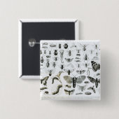 Entomologie Button (Vorne & Hinten)