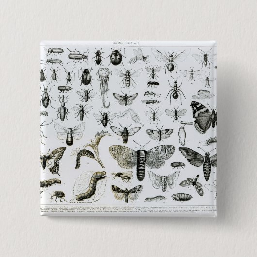 Entomologie Button (Vorderseite)