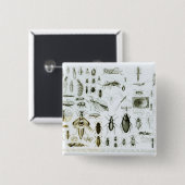 Entomologie-Insekten Button (Vorne & Hinten)