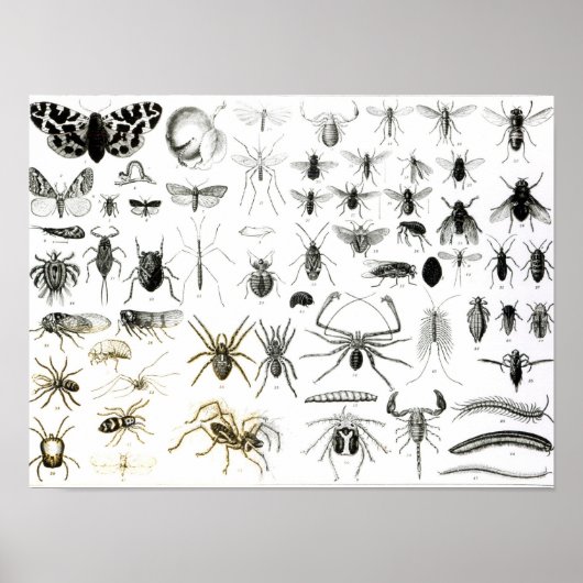 Entomologie, Myriapoda und Arachnida Poster (Vorne)
