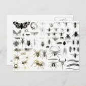 Entomologie, Myriapoda und Arachnida Postkarte (Vorne/Hinten)