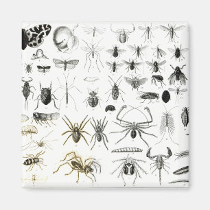 Entomologie, Myriapoda und spinnenartige Tiere Magnet