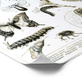 Entomologie Poster (Ecke)