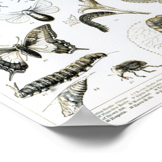 Entomologie Poster (Ecke)