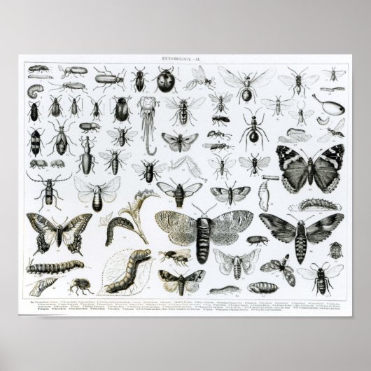 Entomologie Poster (Vorne)