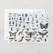 Entomologie Postkarte (Vorne/Hinten)