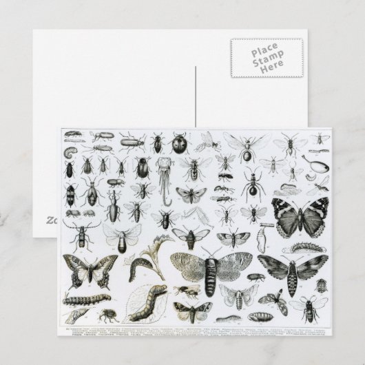 Entomologie Postkarte (Vorne/Hinten)
